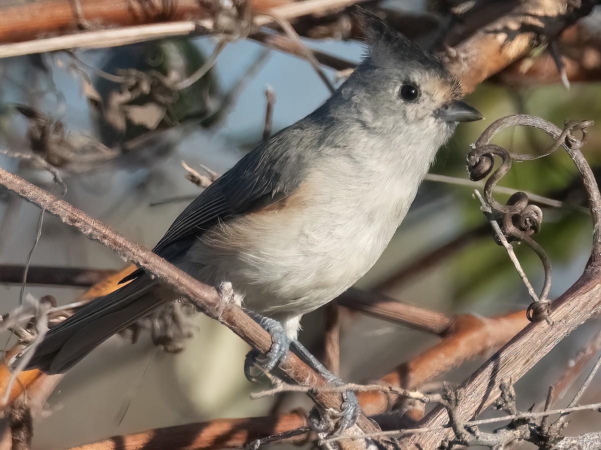 Tufted/Black-crested Titmouse - ML624222489