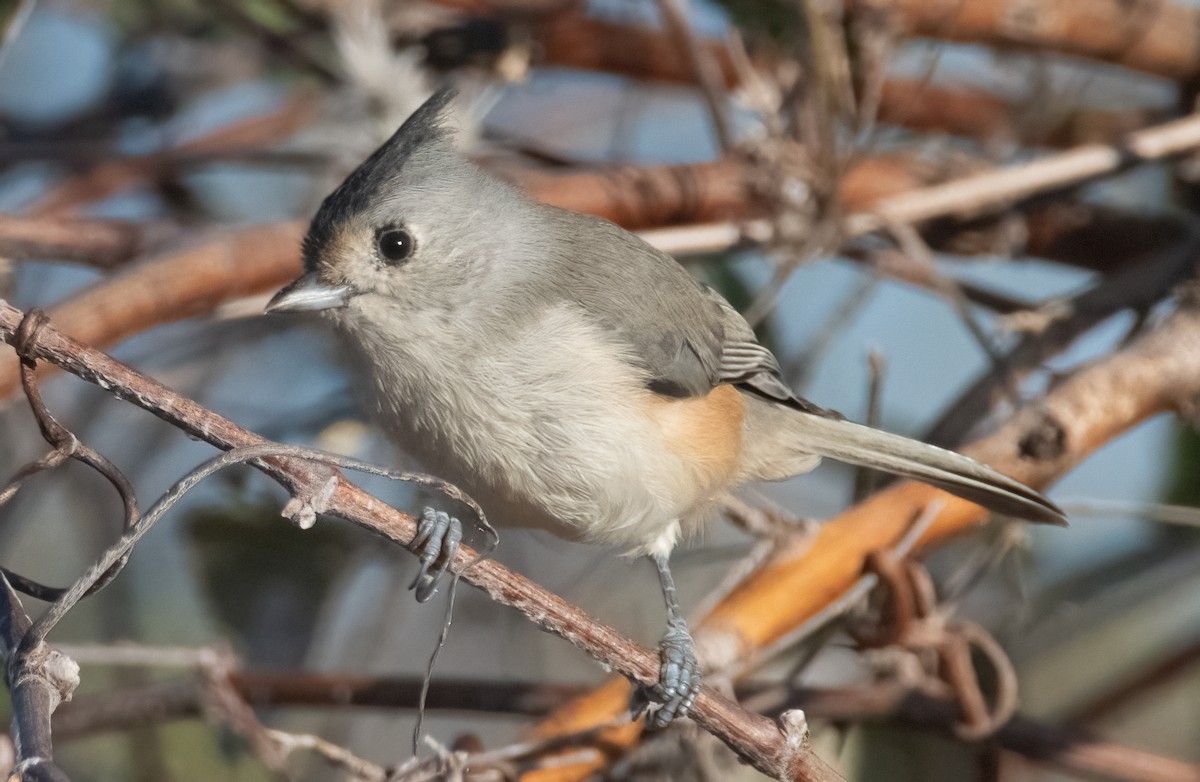 Tufted/Black-crested Titmouse - ML624222490