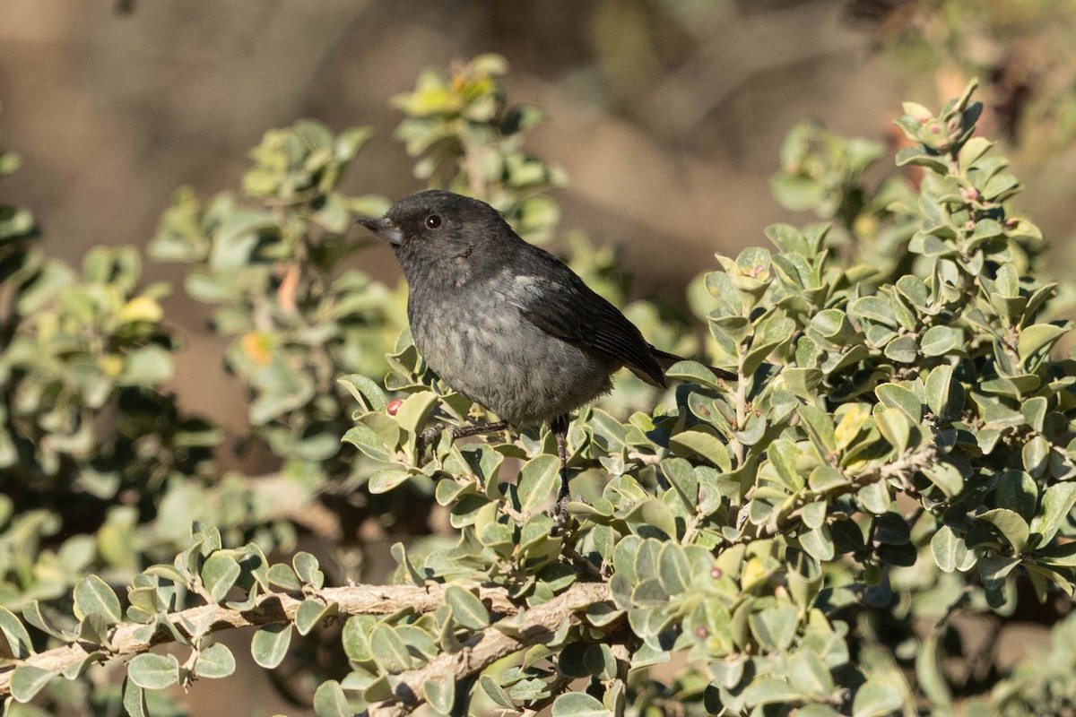 Gray-bellied Flowerpiercer - Eric VanderWerf