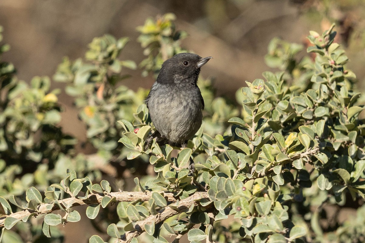 Gray-bellied Flowerpiercer - ML624222501