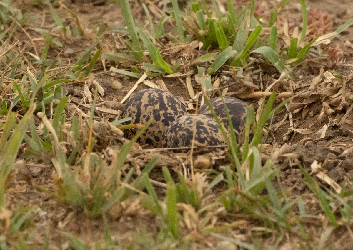 Senegal Lapwing - ML624222512