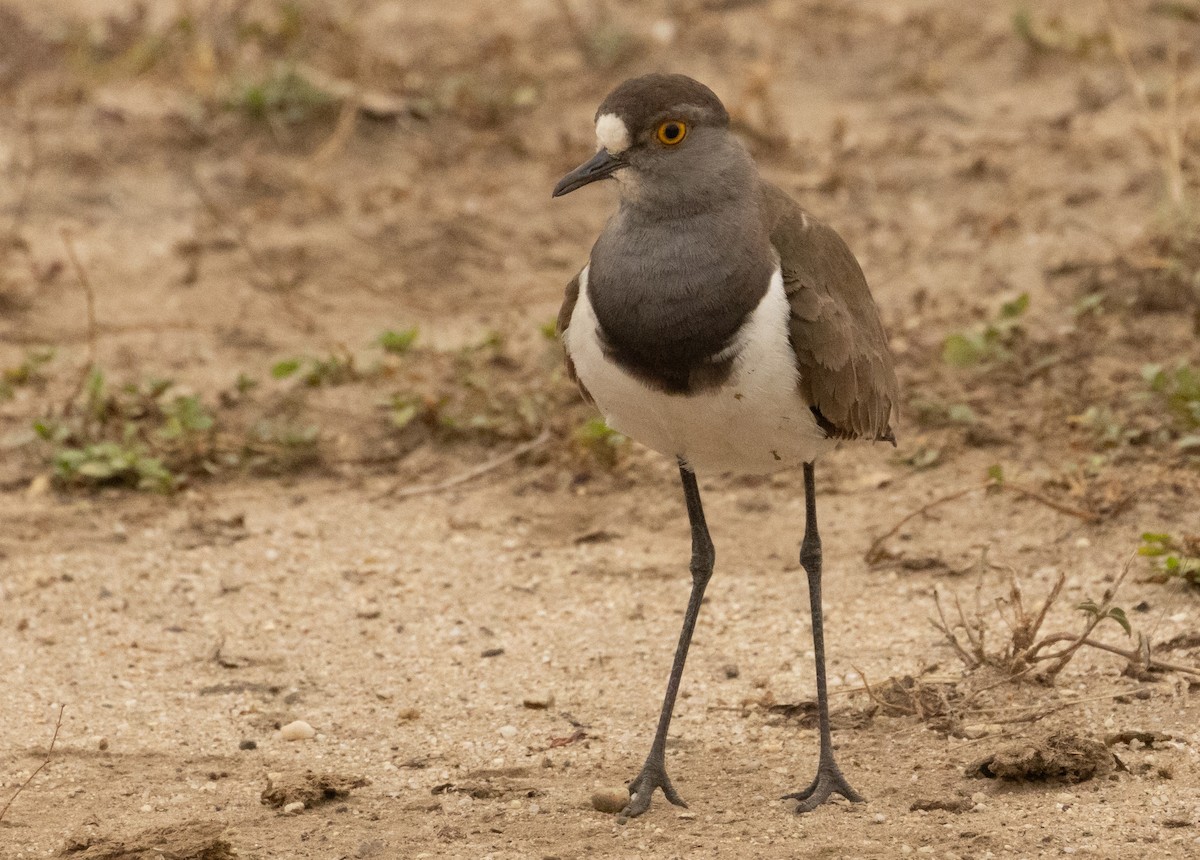 Senegal Lapwing - ML624222513