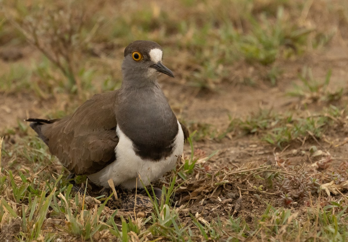 Senegal Lapwing - ML624222514