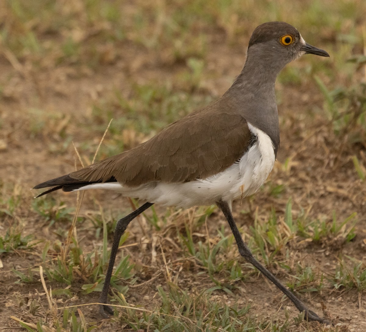 Senegal Lapwing - ML624222515