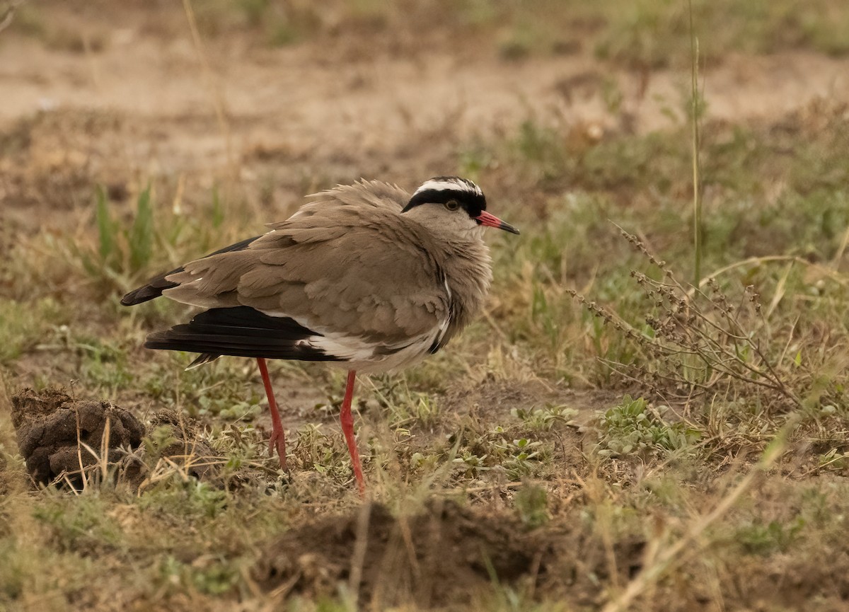 Crowned Lapwing - ML624222525