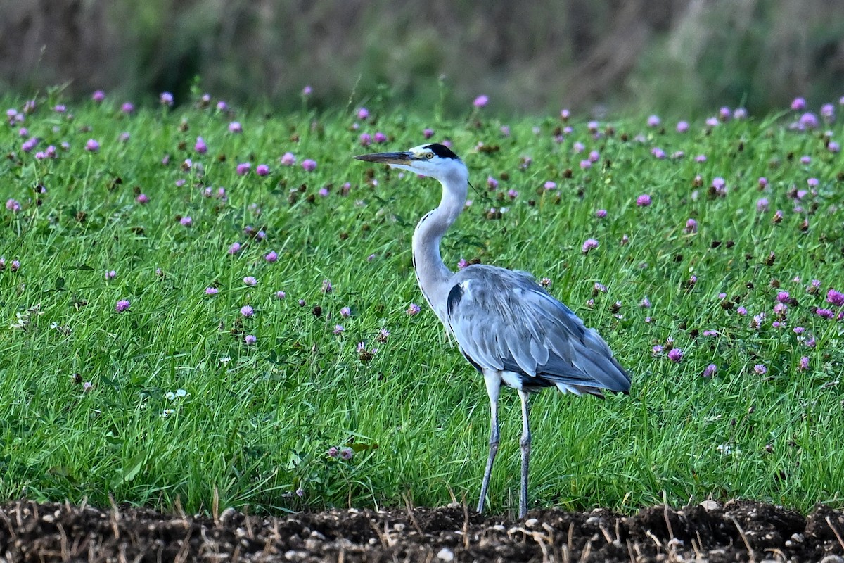 Gray Heron - Maryse Neukomm