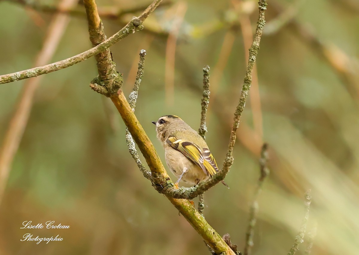 Golden-crowned Kinglet - ML624222533