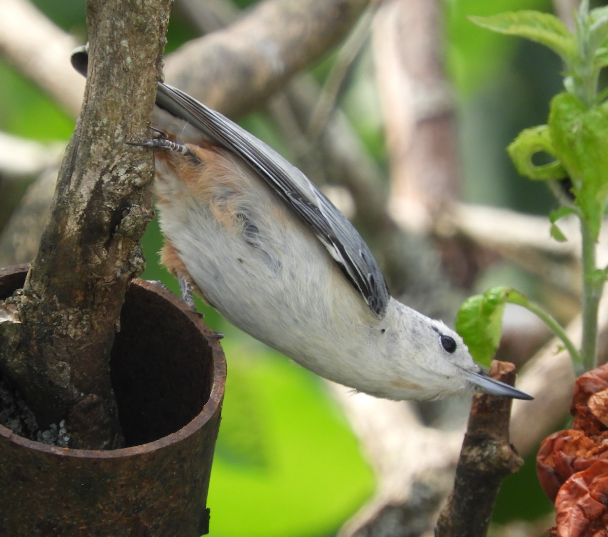 White-breasted Nuthatch - ML624222536