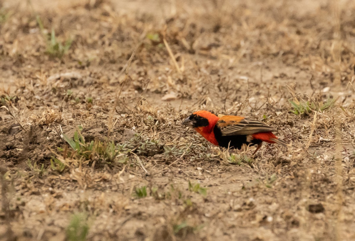 Southern Red Bishop - ML624222537