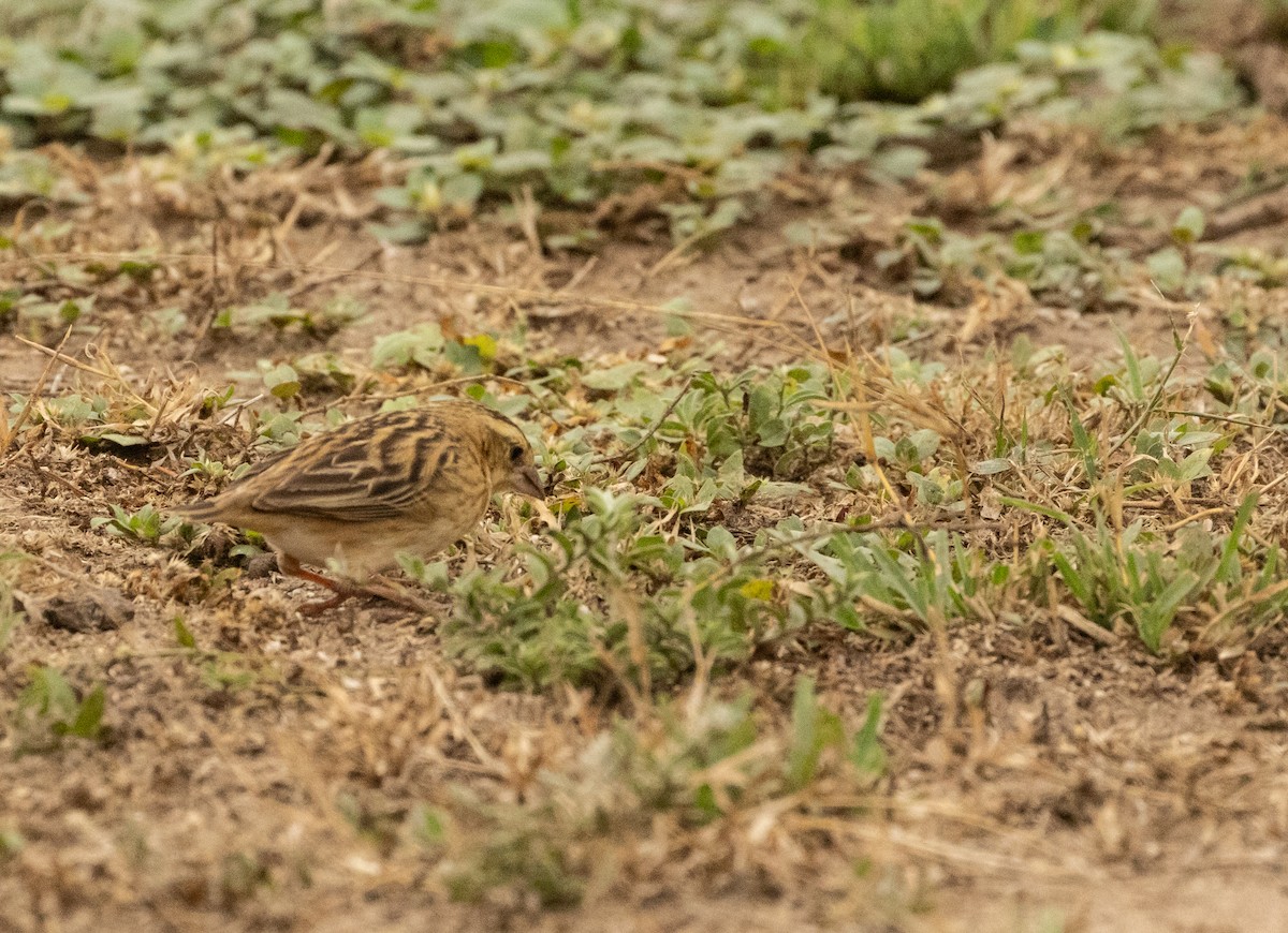 Southern Red Bishop - ML624222538