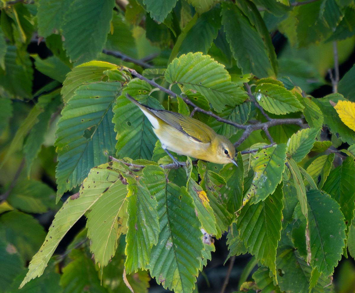 Tennessee Warbler - ML624222539