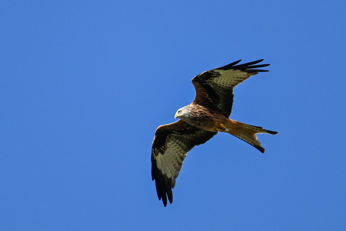 Red Kite - Maryse Neukomm