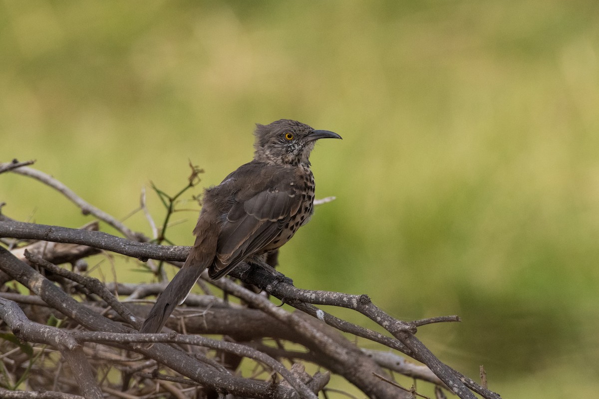 Gray Thrasher - ML624222541