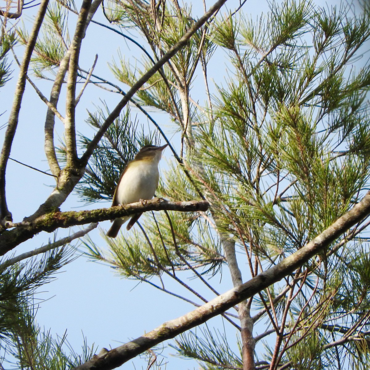 Red-eyed Vireo - ML624222542