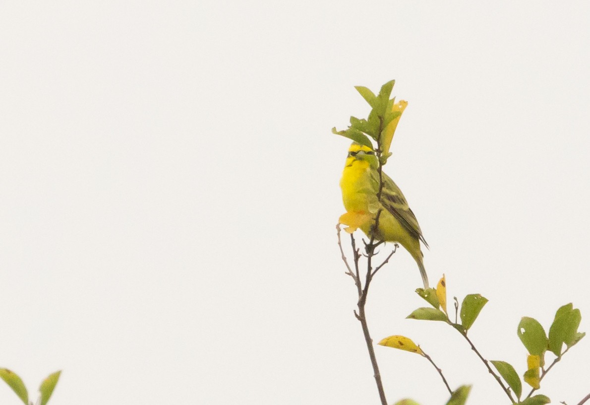 Brimstone Canary - ML624222544