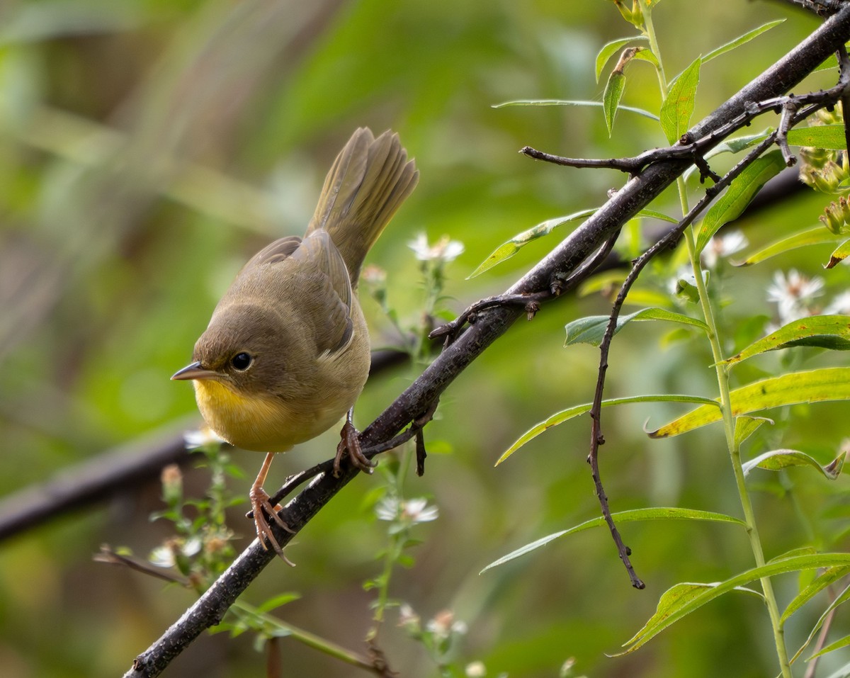 Common Yellowthroat - ML624222545