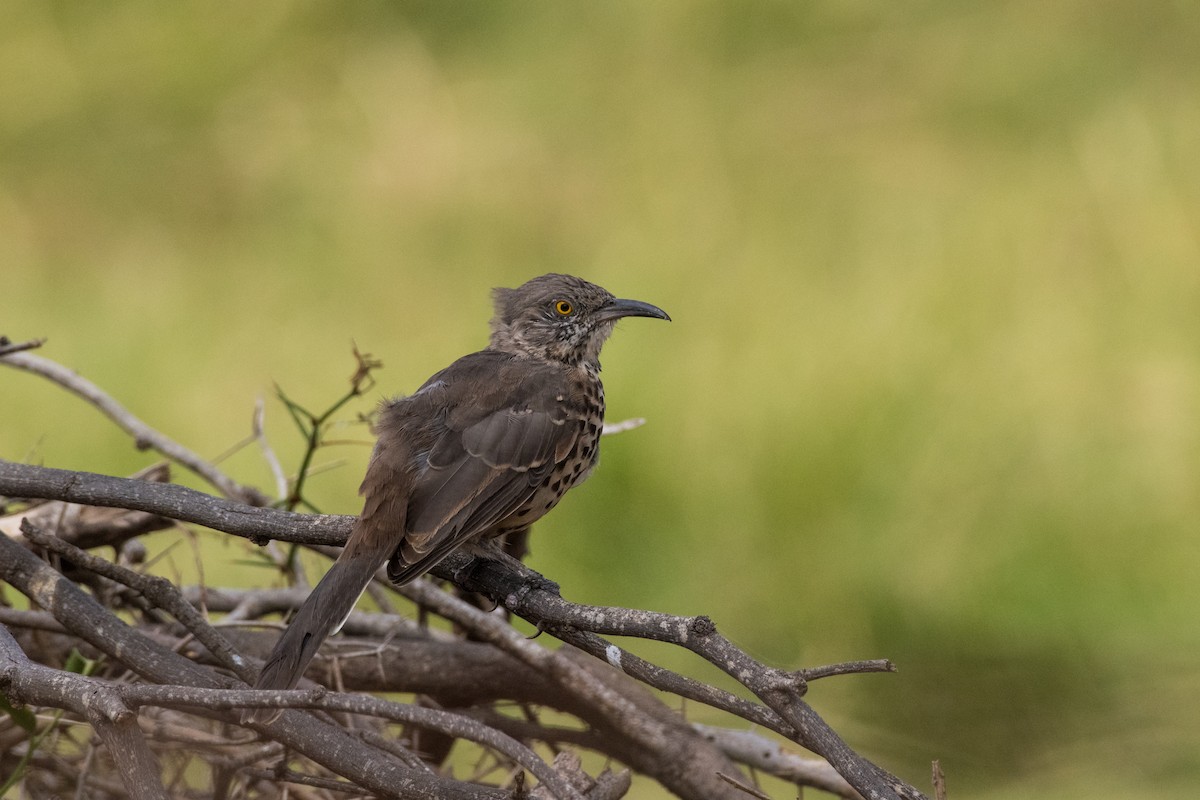 Gray Thrasher - ML624222546