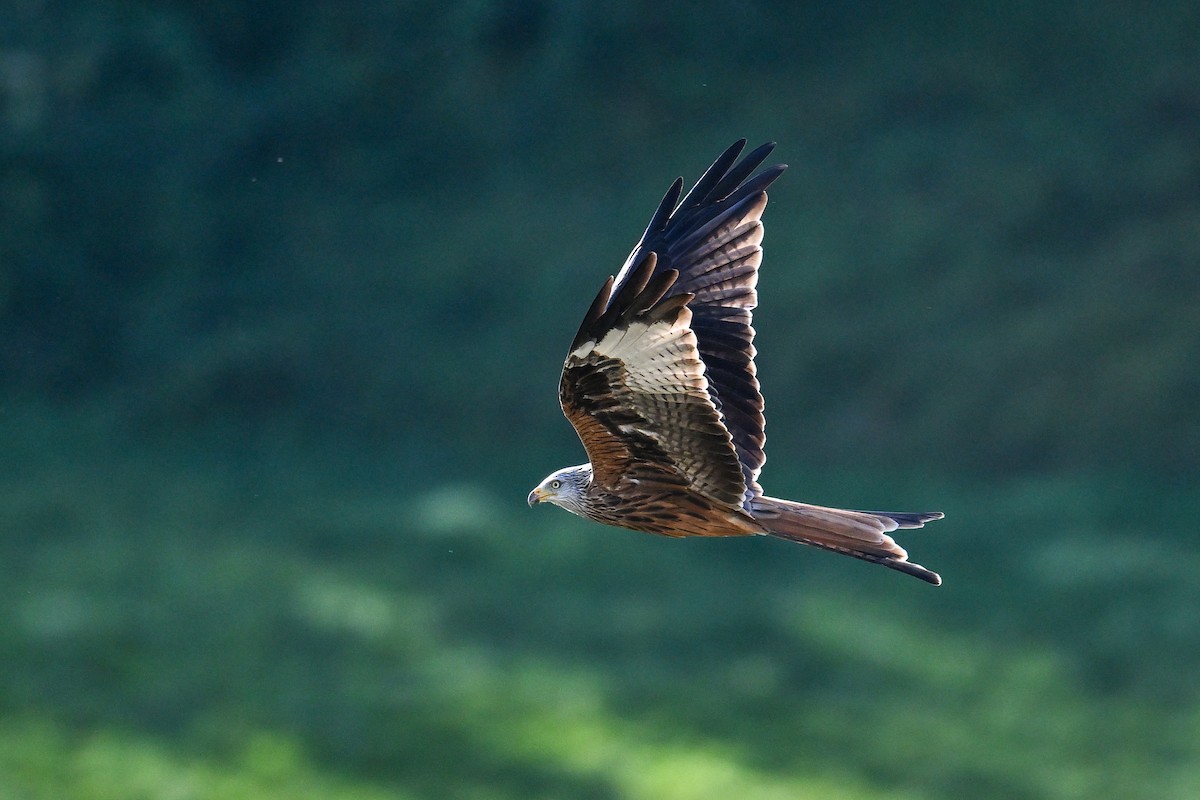 Red Kite - Maryse Neukomm