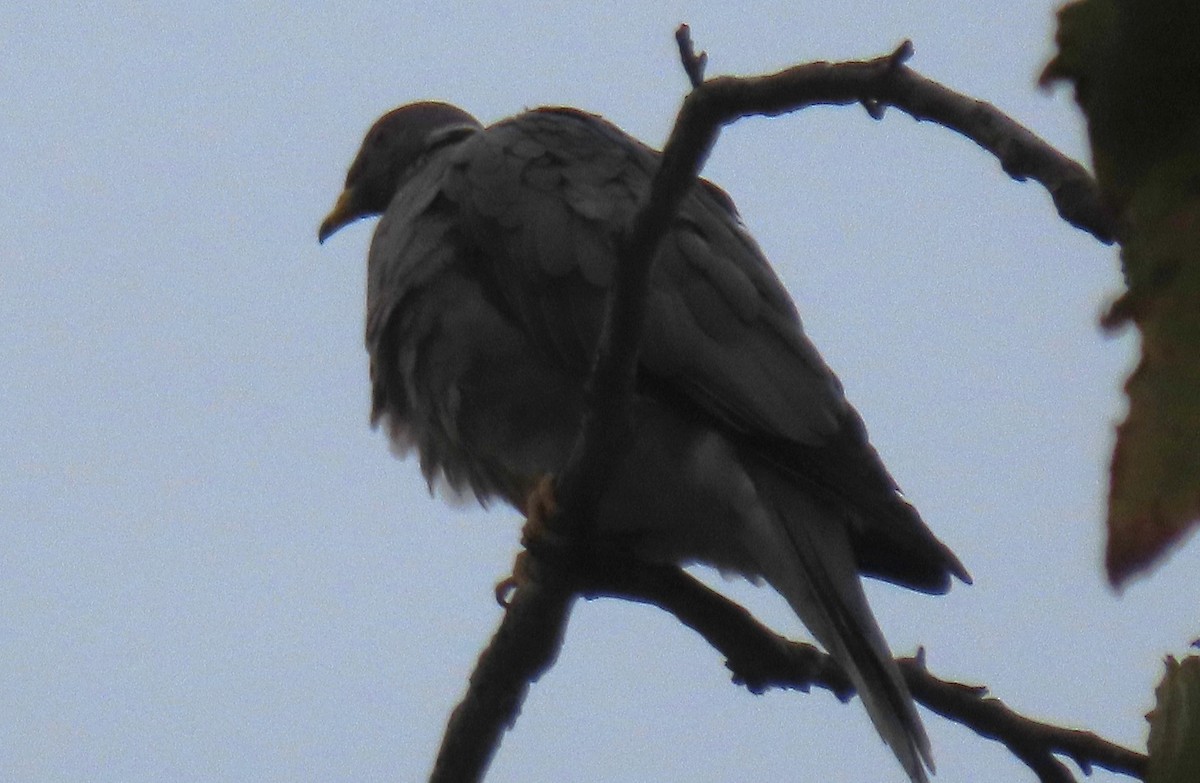 Band-tailed Pigeon - ML624222548