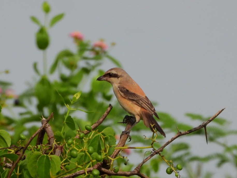 Long-tailed Shrike - ML624222549