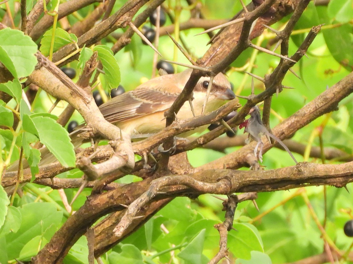 Long-tailed Shrike - ML624222550