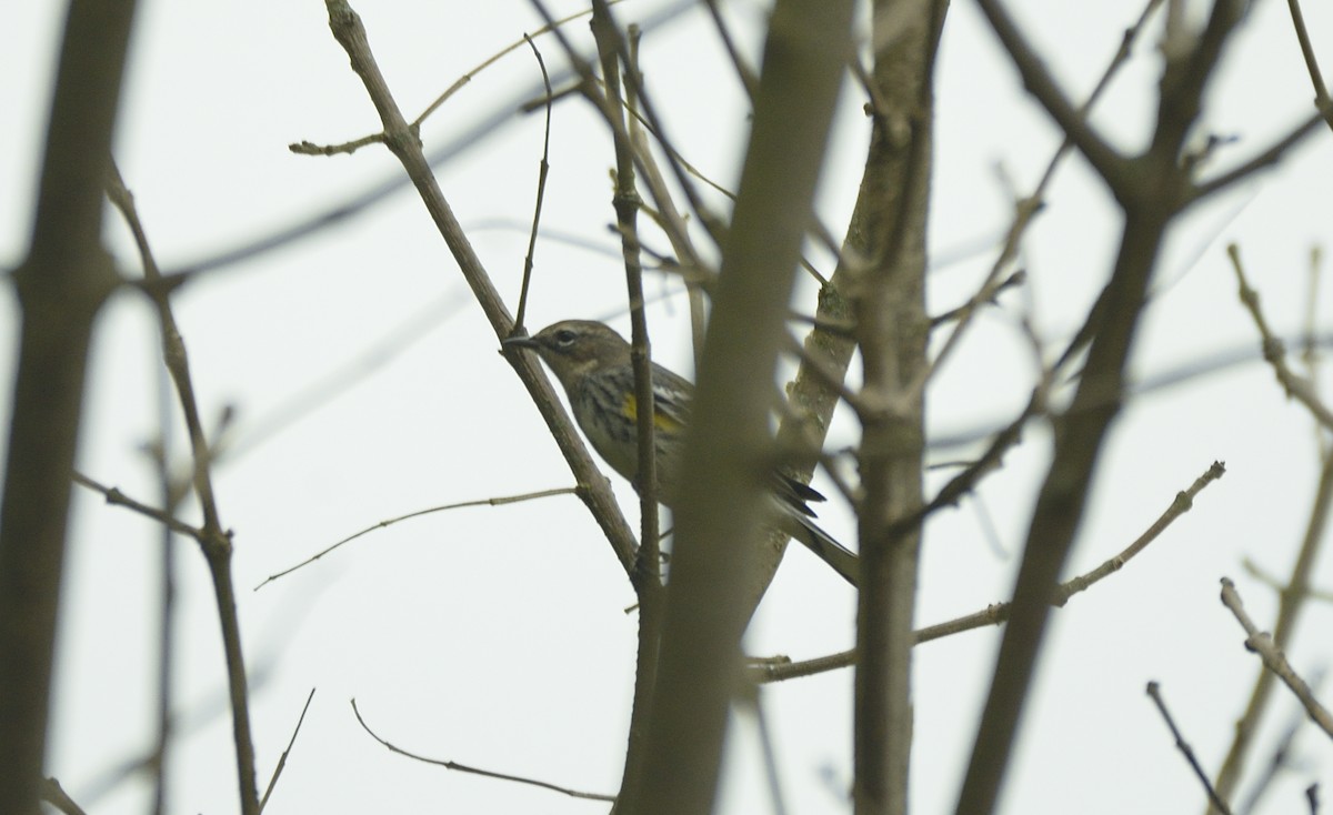 Yellow-rumped Warbler - ML624222555