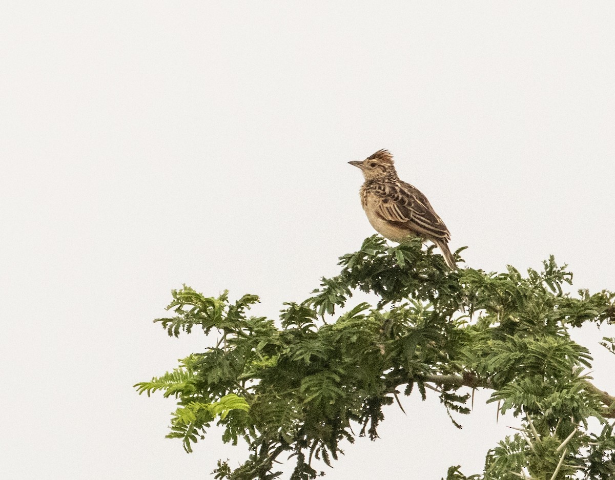 Rufous-naped Lark - ML624222557