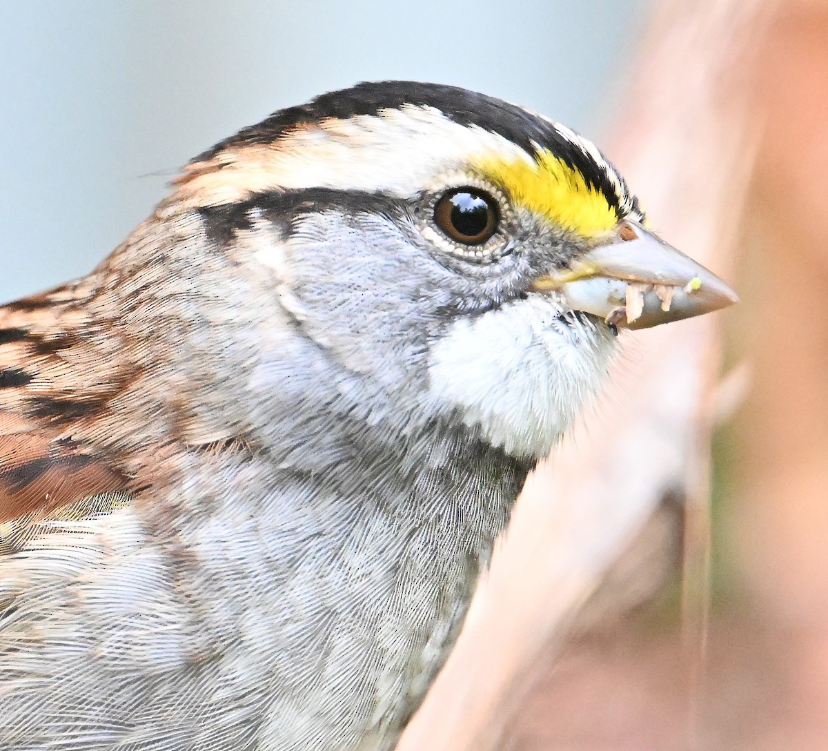 White-throated Sparrow - ML624222559