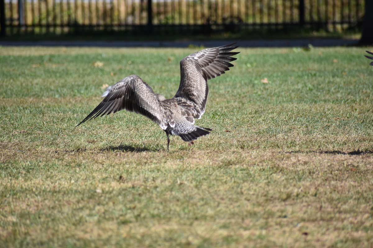 Herring Gull - Trish Berube