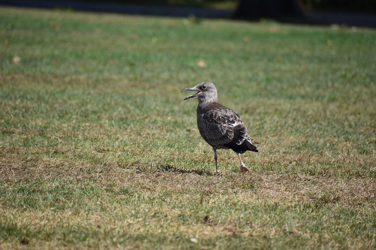 Herring Gull - ML624222569