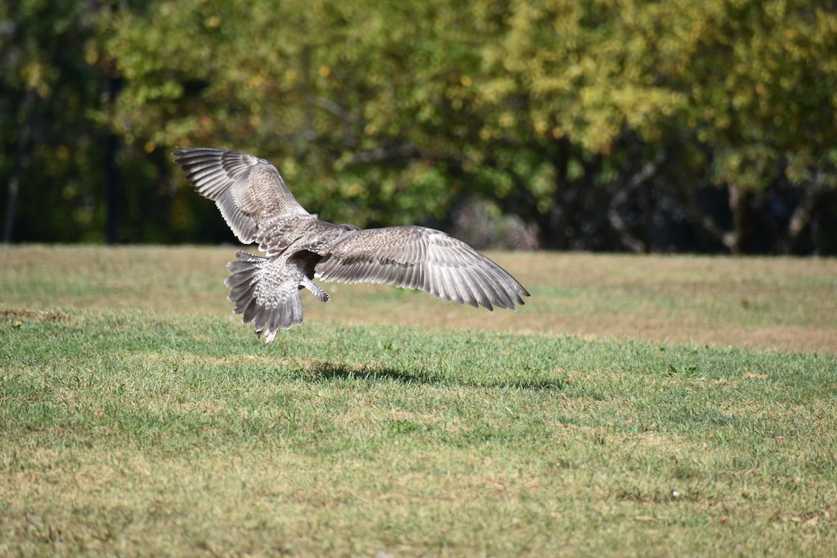 Herring Gull - ML624222571