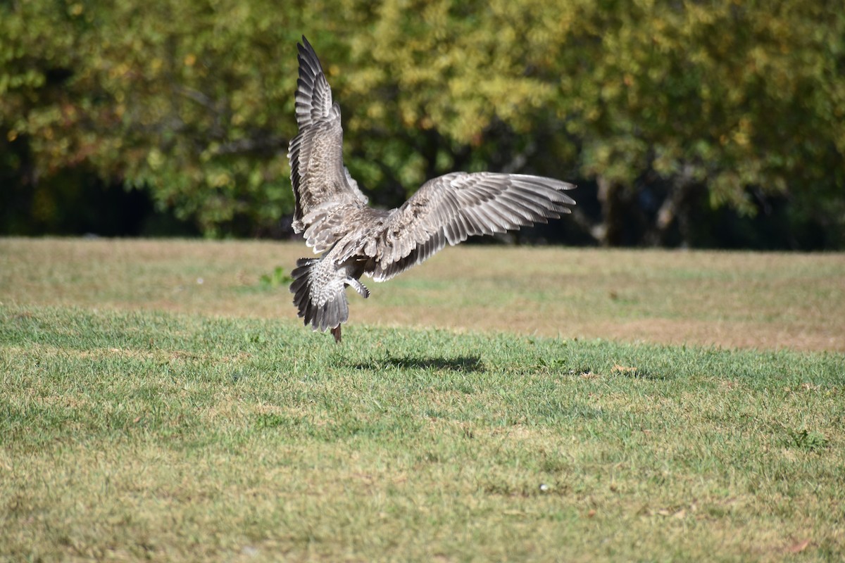 Herring Gull - ML624222572