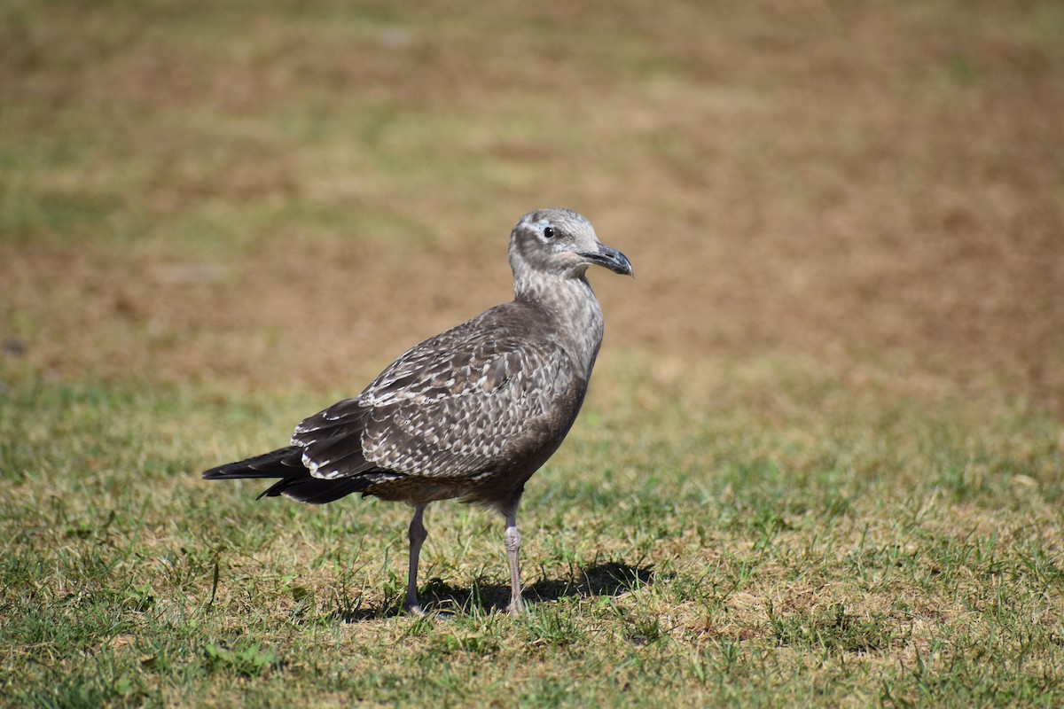 Herring Gull - ML624222573