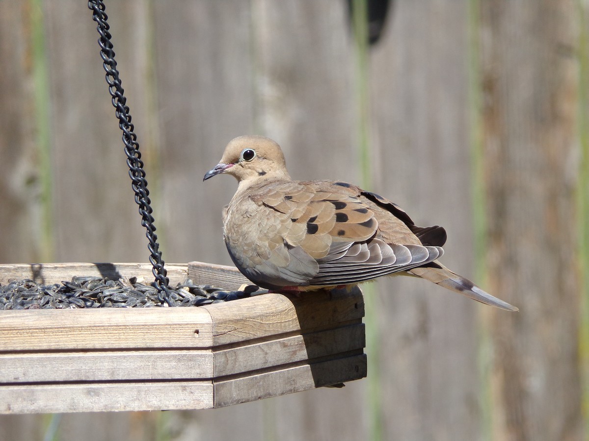 Mourning Dove - ML624222575