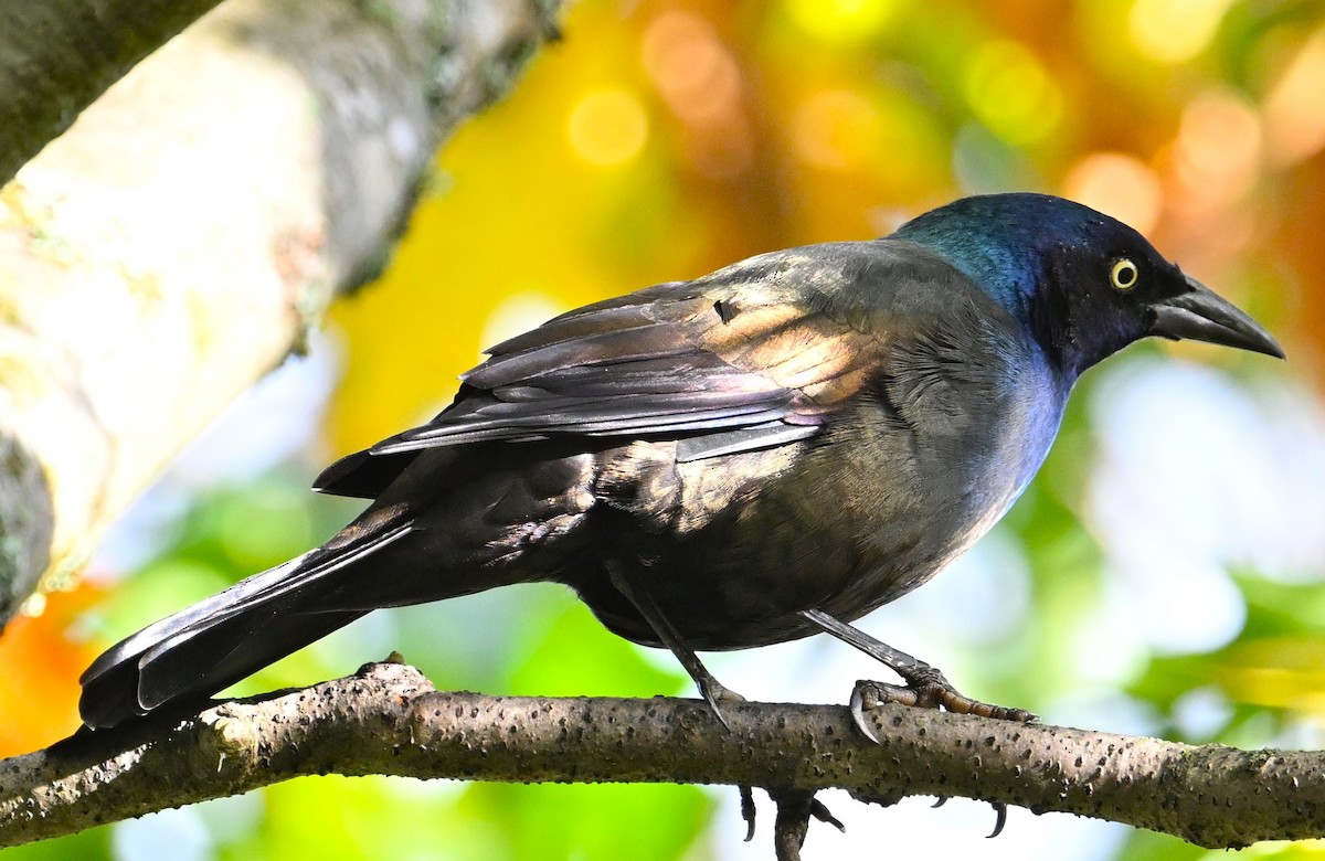 Common Grackle - ML624222577