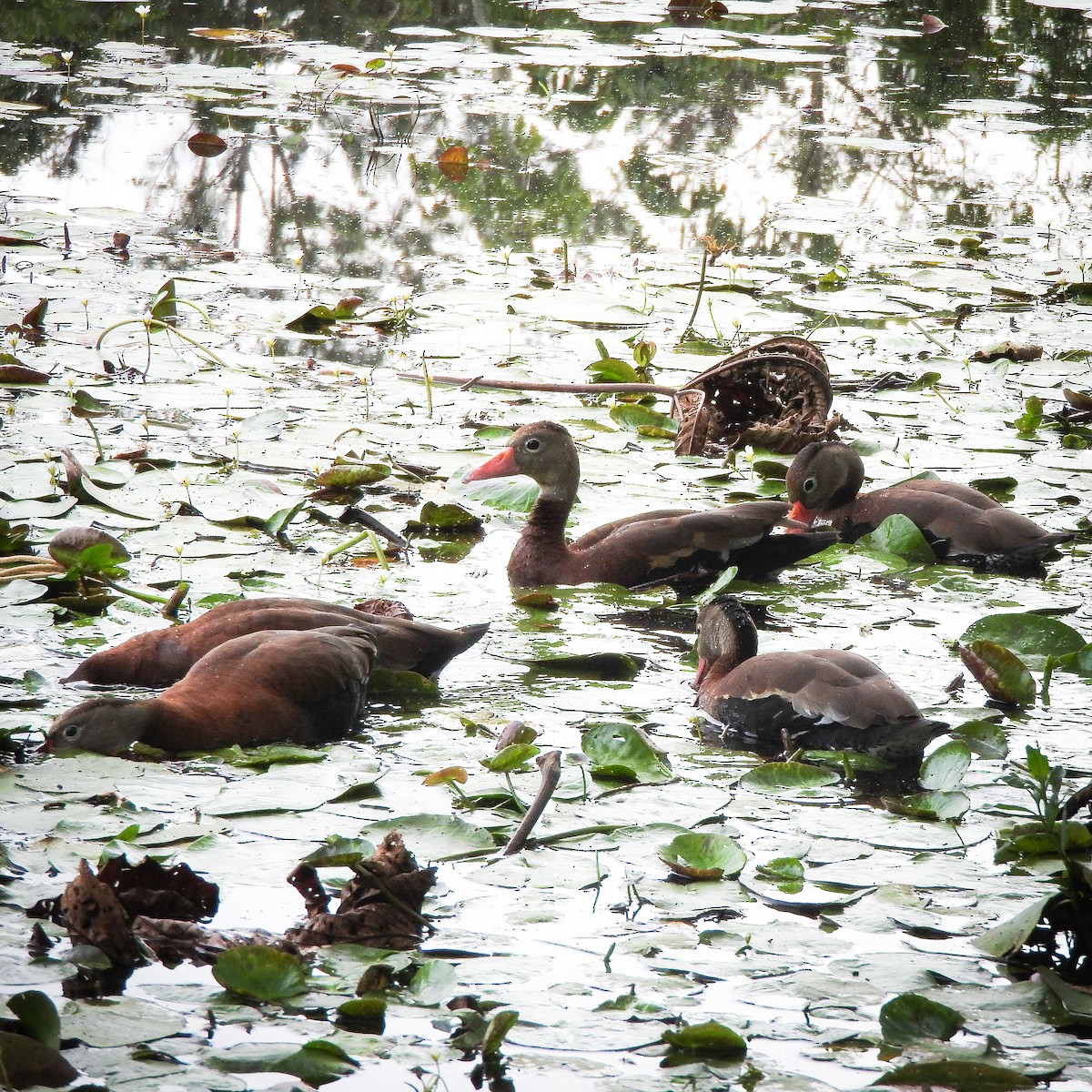 Black-bellied Whistling-Duck - ML624222578