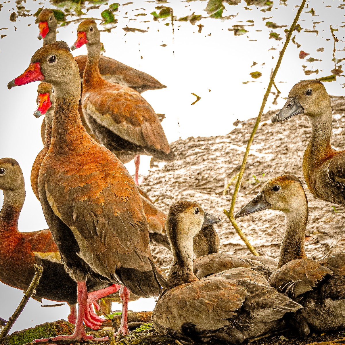 Black-bellied Whistling-Duck - ML624222579