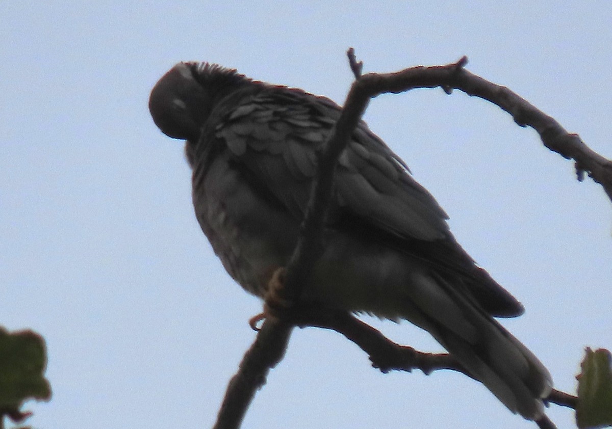 Band-tailed Pigeon - ML624222580