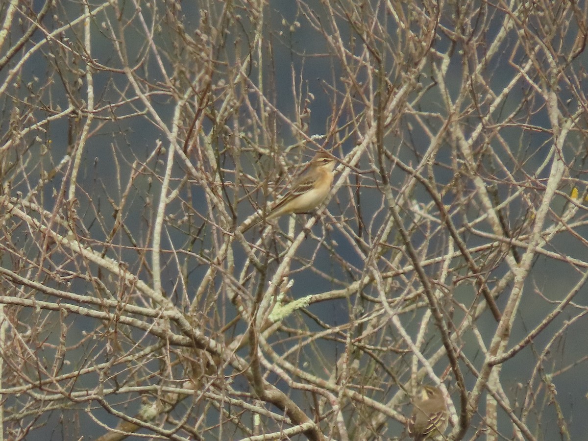 Western Yellow Wagtail - ML624222581