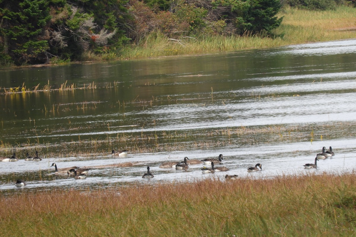 Canada Goose - ML624222585