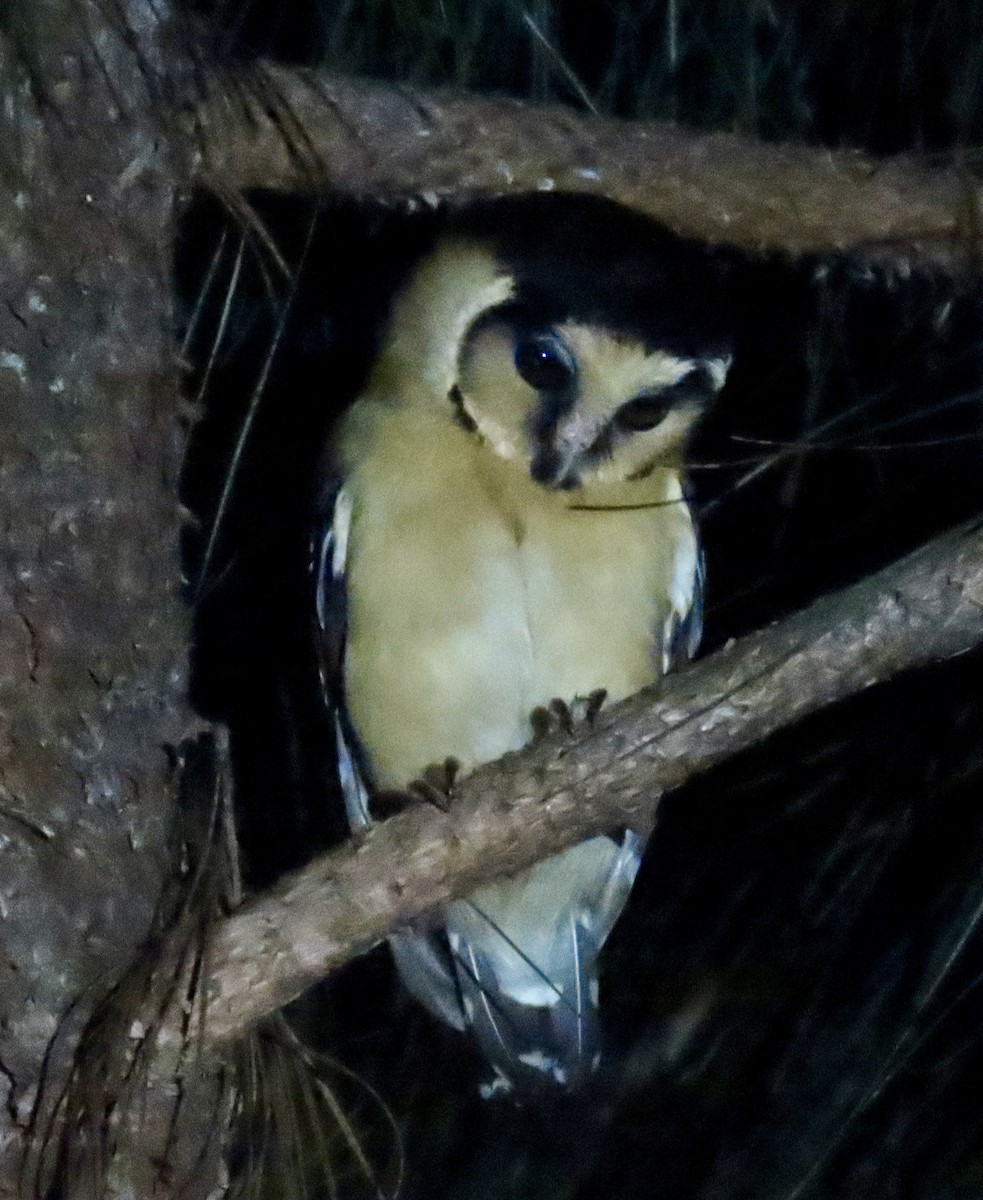 Buff-fronted Owl - ML624222586