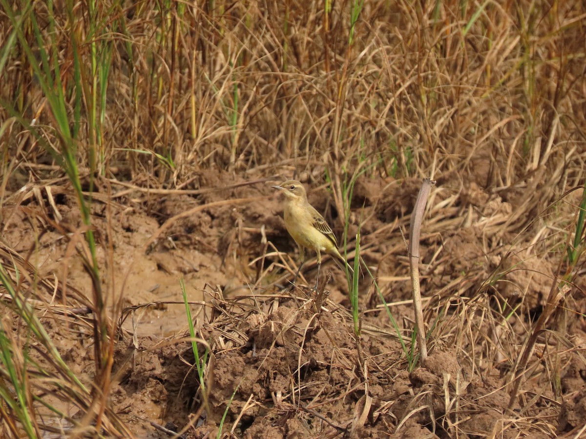 Western Yellow Wagtail - ML624222587