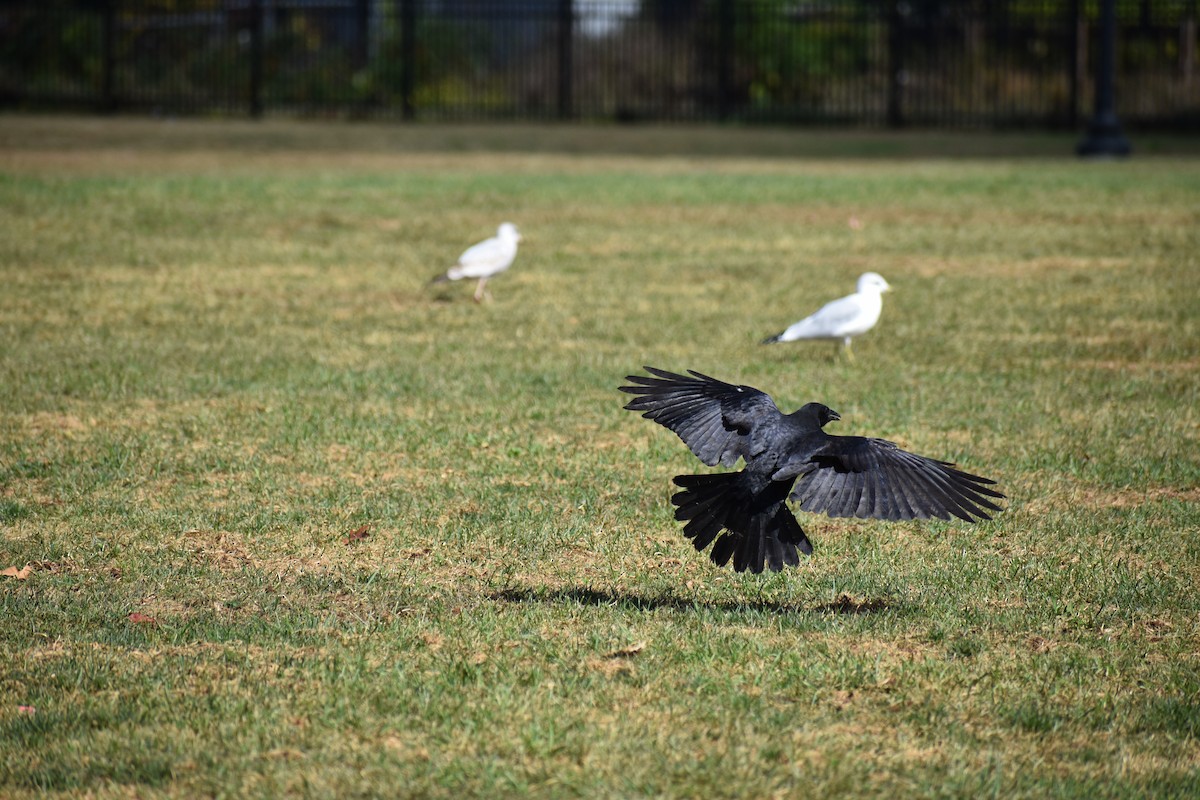 tanımsız karga (Corvus sp.) - ML624222588