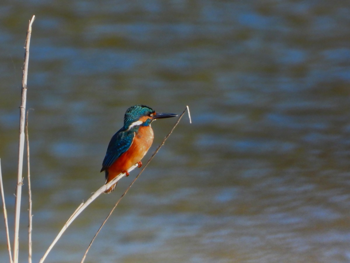 Common Kingfisher - ML624222589