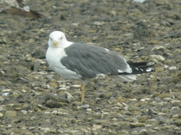 Armenian Gull - Antony Faure