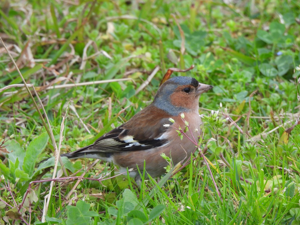 Common Chaffinch - ML624222591