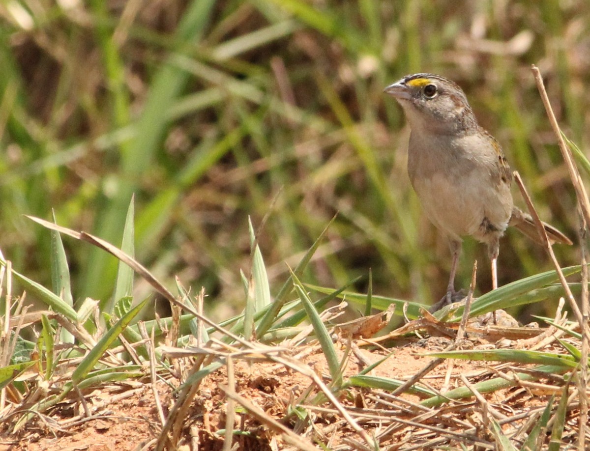 Grassland Sparrow - ML624222593