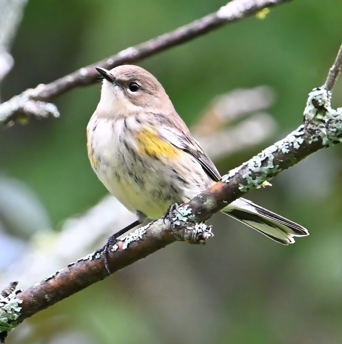 Yellow-rumped Warbler - ML624222594