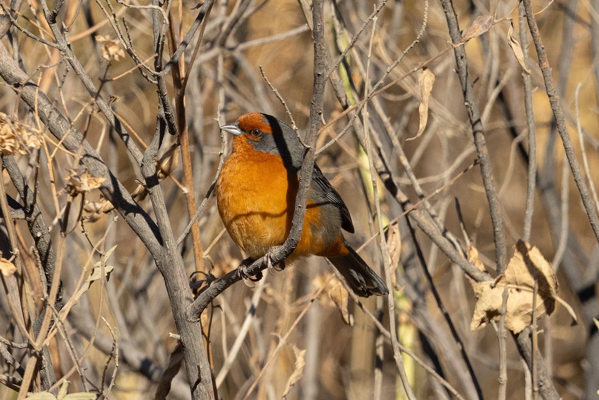 Cochabamba Mountain Finch - ML624222596