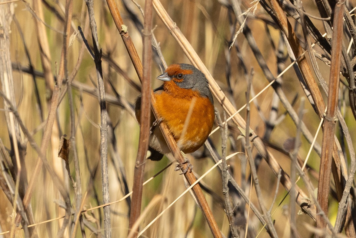 Cochabamba Mountain Finch - ML624222597